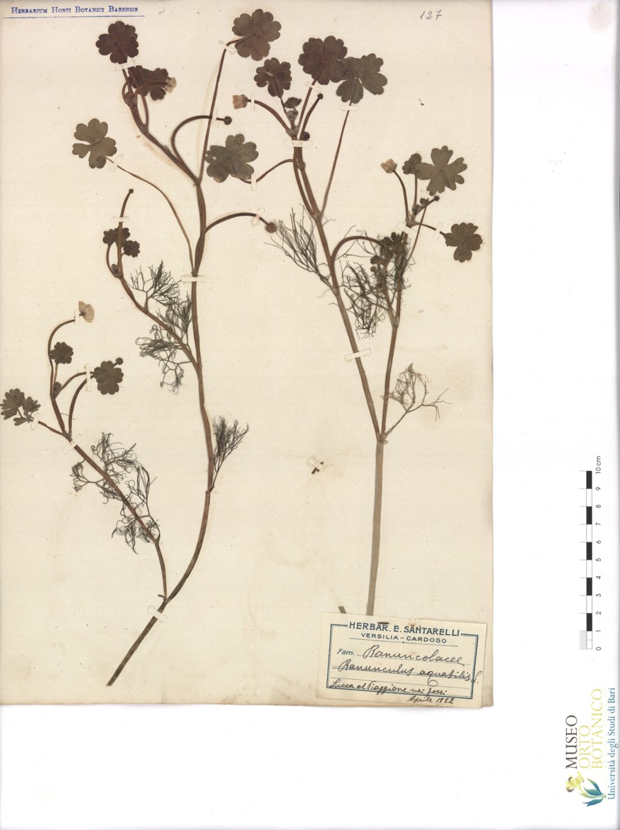 Ranunculus aquatilis L - campione (05/1922)