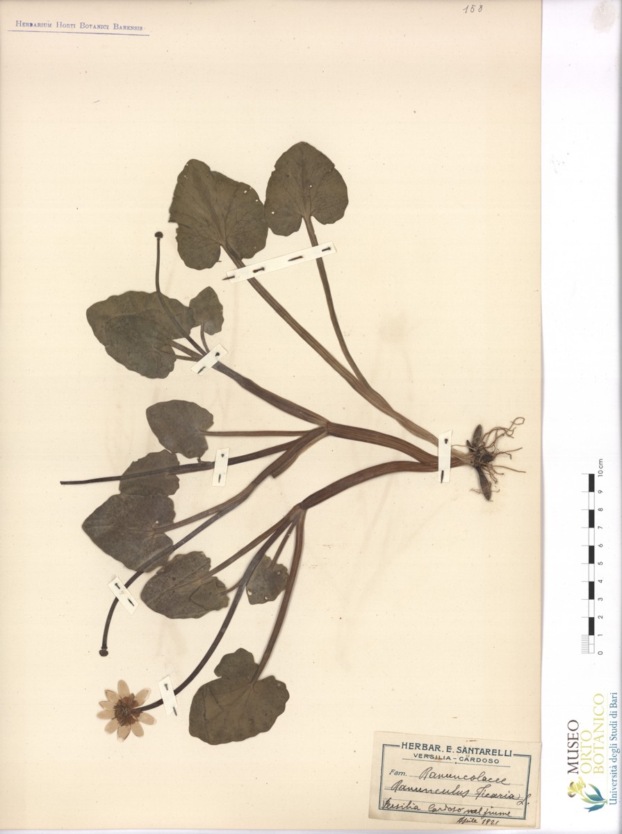 Ranunculus ficaria L - campione (04/1921)