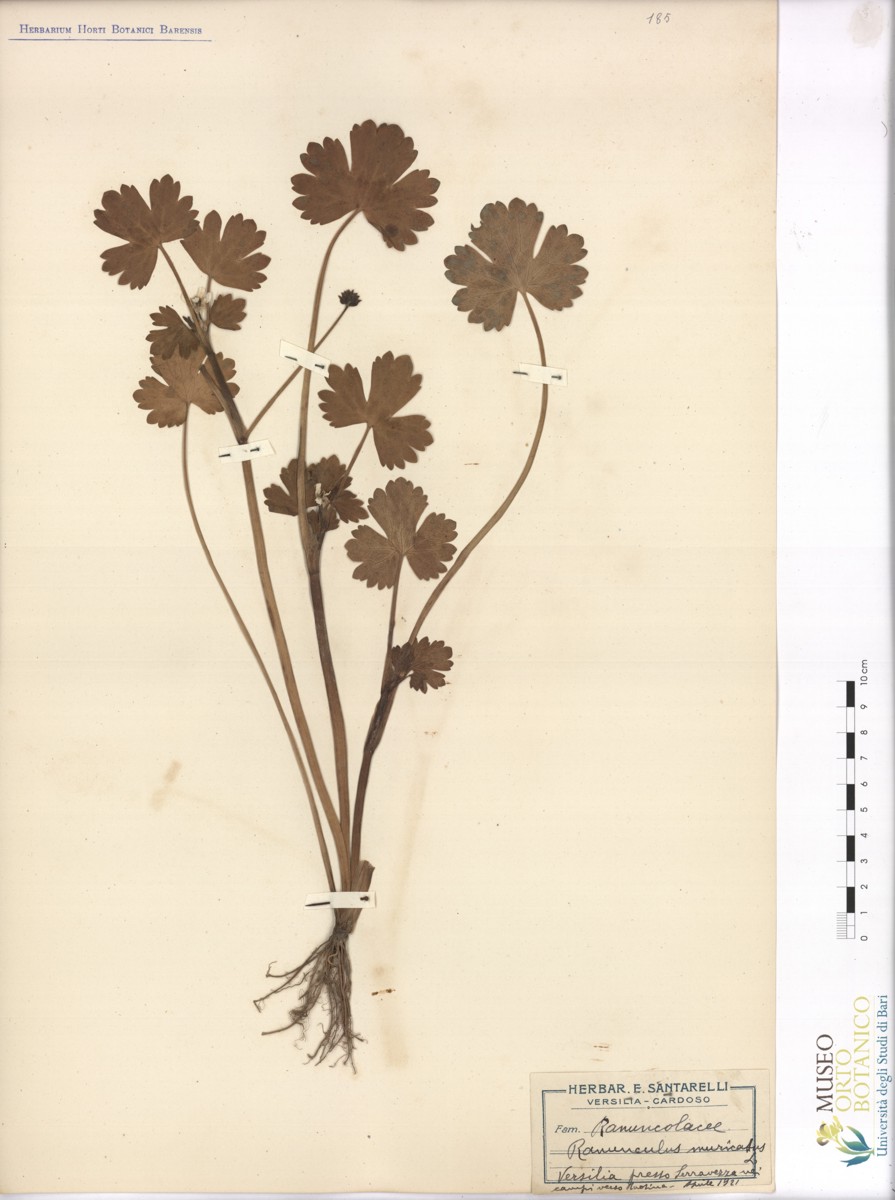Ranunculus muricatus L - campione (04/1921)