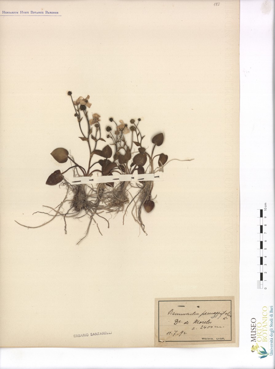 Ranunculus parnassifolius L - campione (11/07/1892)