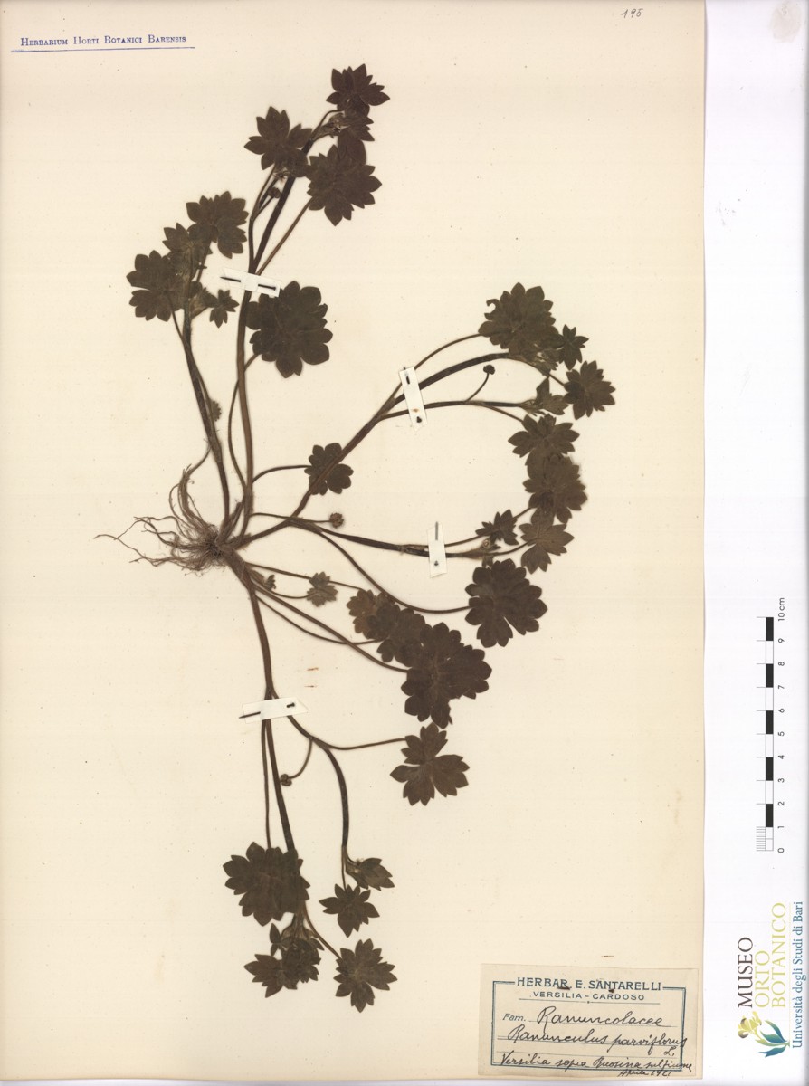 Ranunculus parviflorus L - campione (04/1921)