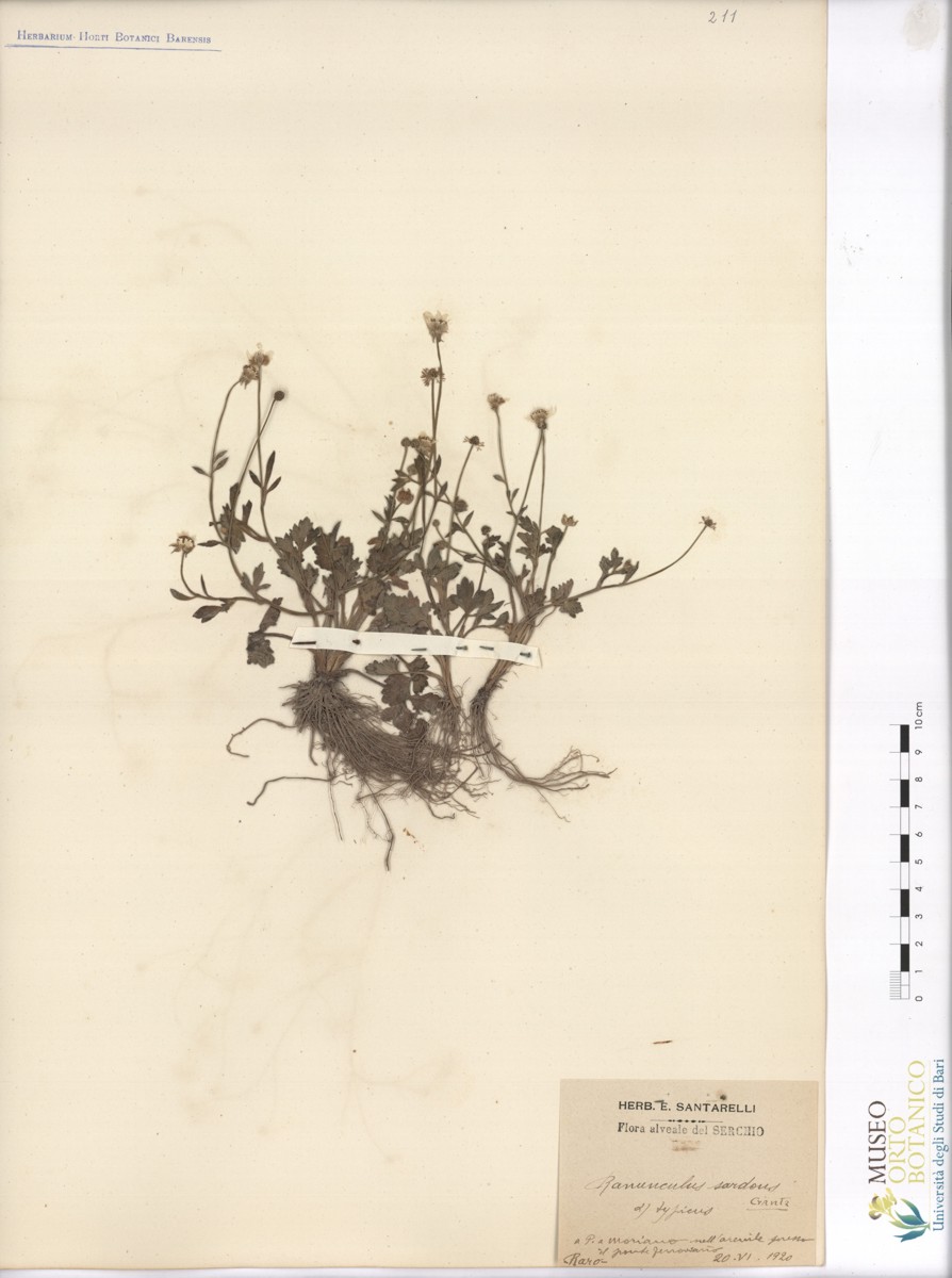 Ranunculus sardous Crantz - campione (20/06/1920)