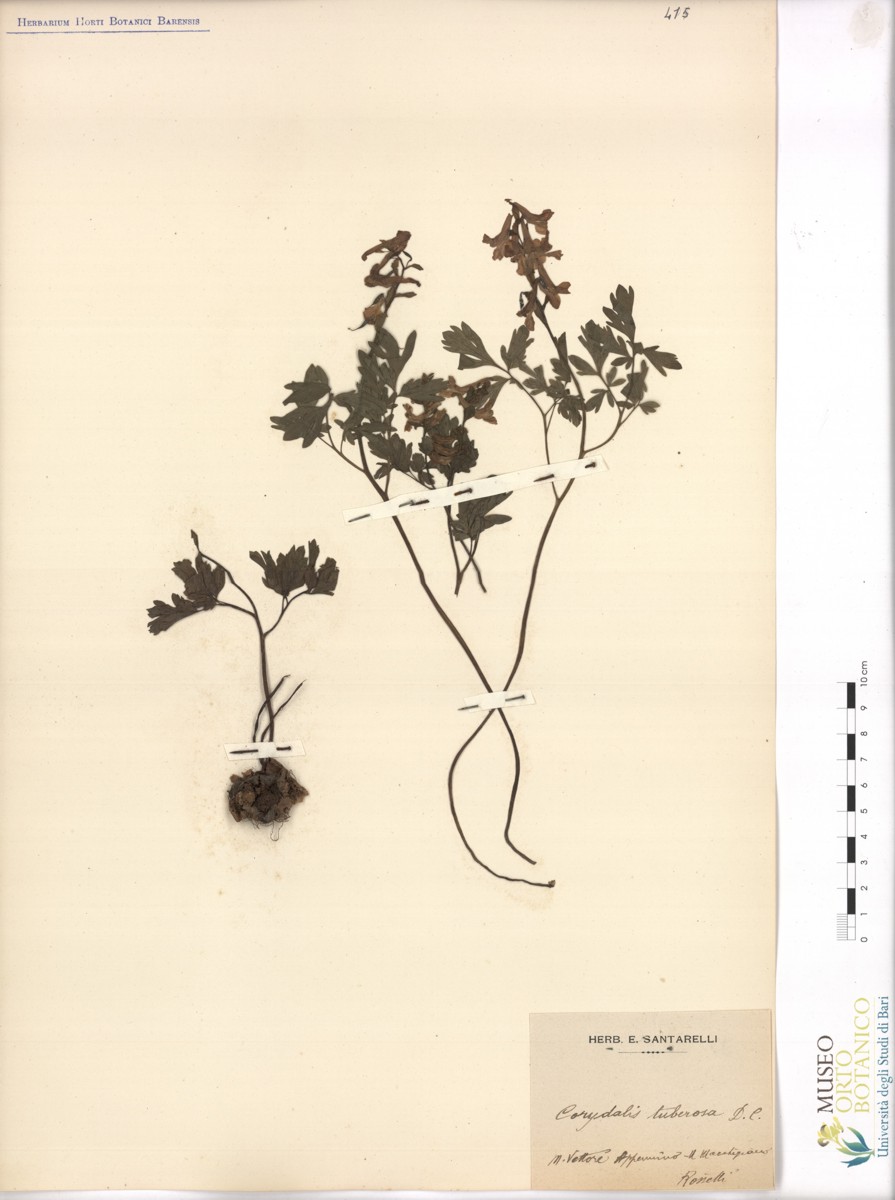 Corydalis tuberosa DC - campione