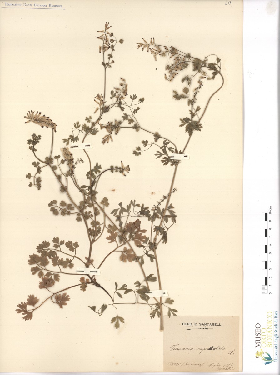 Fumaria capreolata L - campione (07/1887)