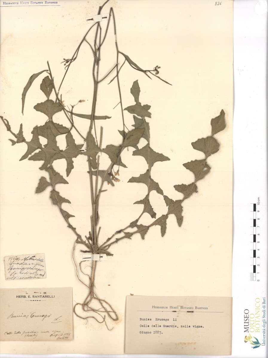 Bunias erucago L - campione (06/1887)