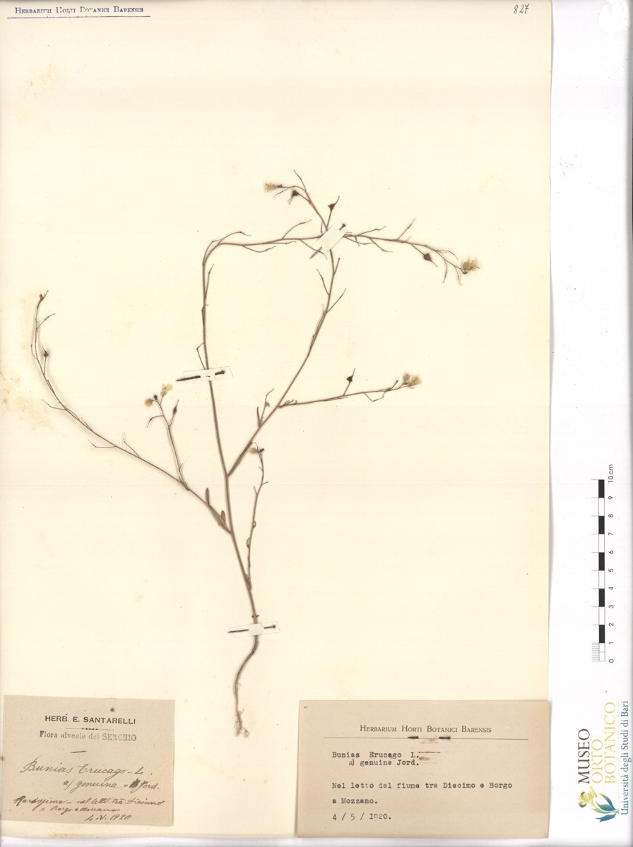 Bunias erucago L. α genuina Jord - campione (04/05/1920)