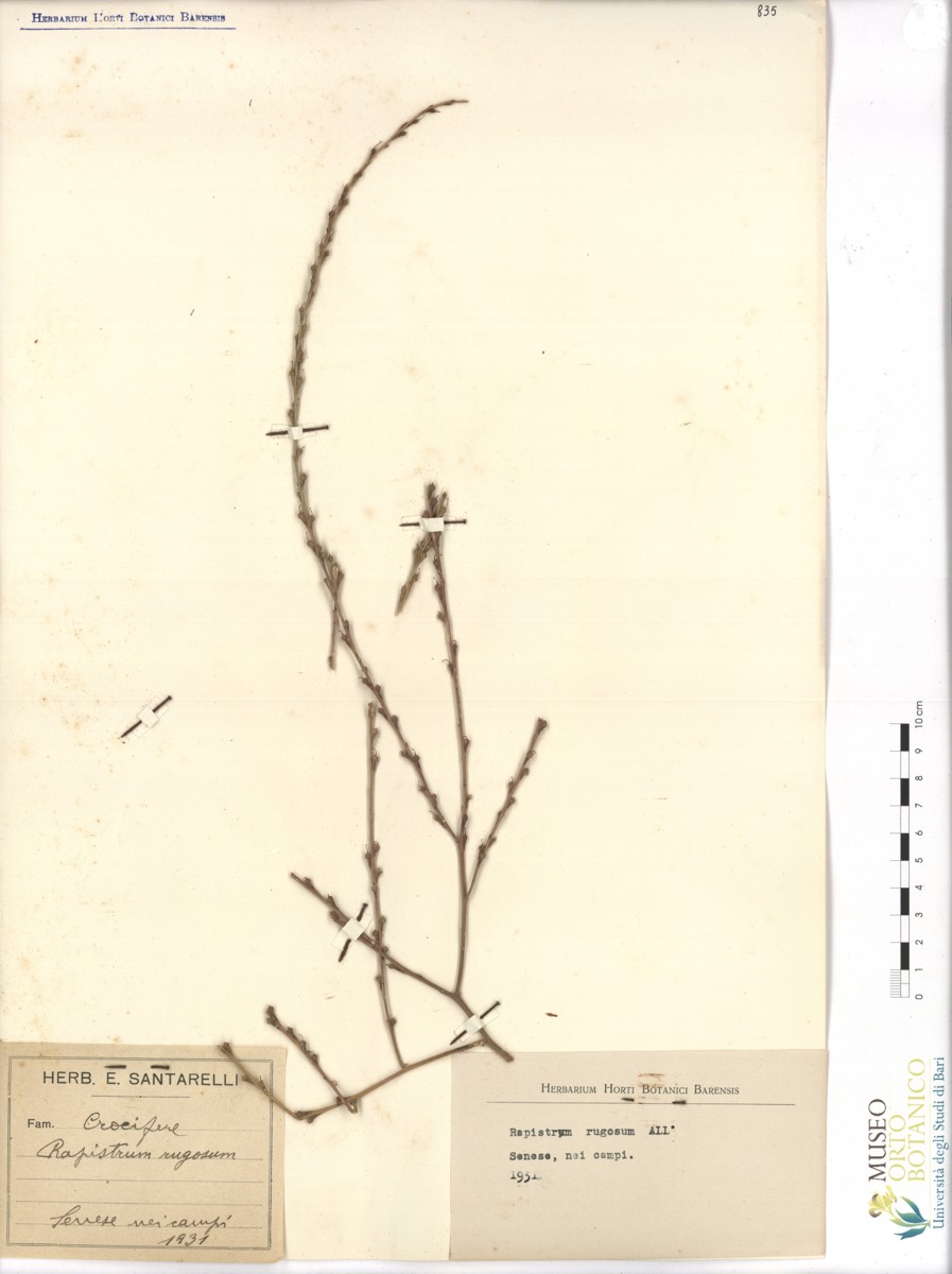 Rapistrum rugosum (L.) Arcang - campione (1931)