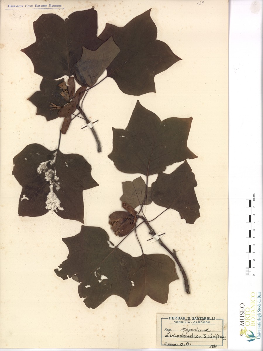 Liriodendron tulipifera L - campione (1880)