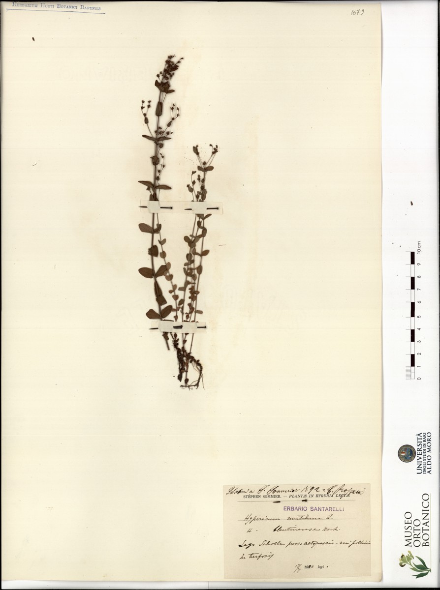 Hypericum mutilum L - campione (17/07/1880)