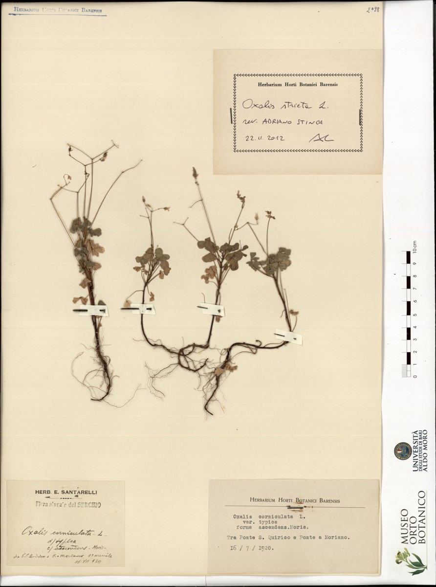 campione (16/07/1920)