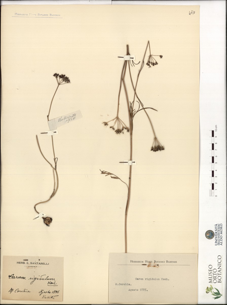 Carum rigidulum Koch - campione (08/1886)