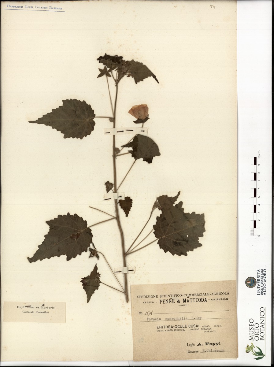 Pavonia macrophylla E. Mey - campione