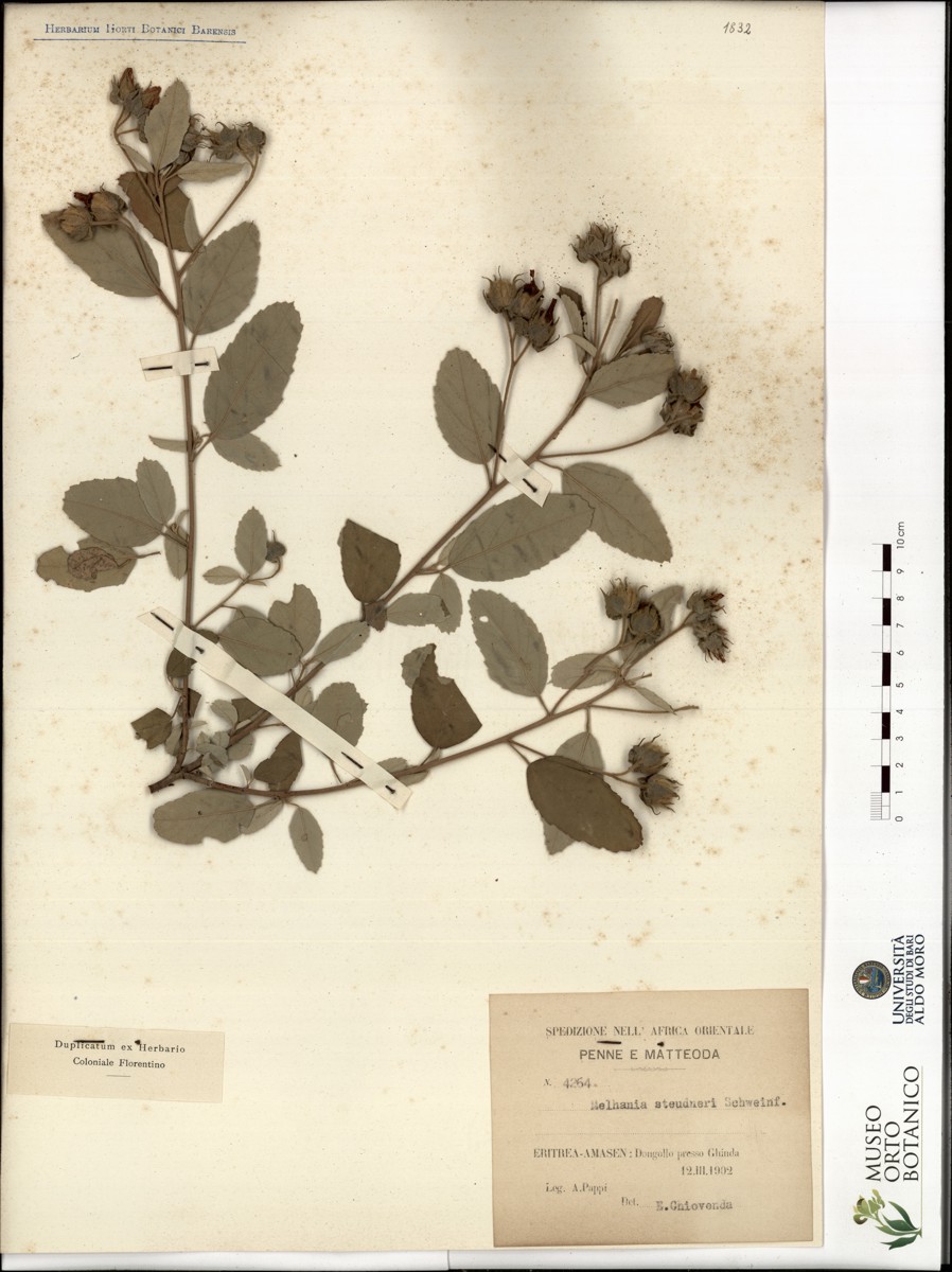 Melhania stendueri Schweinf - campione