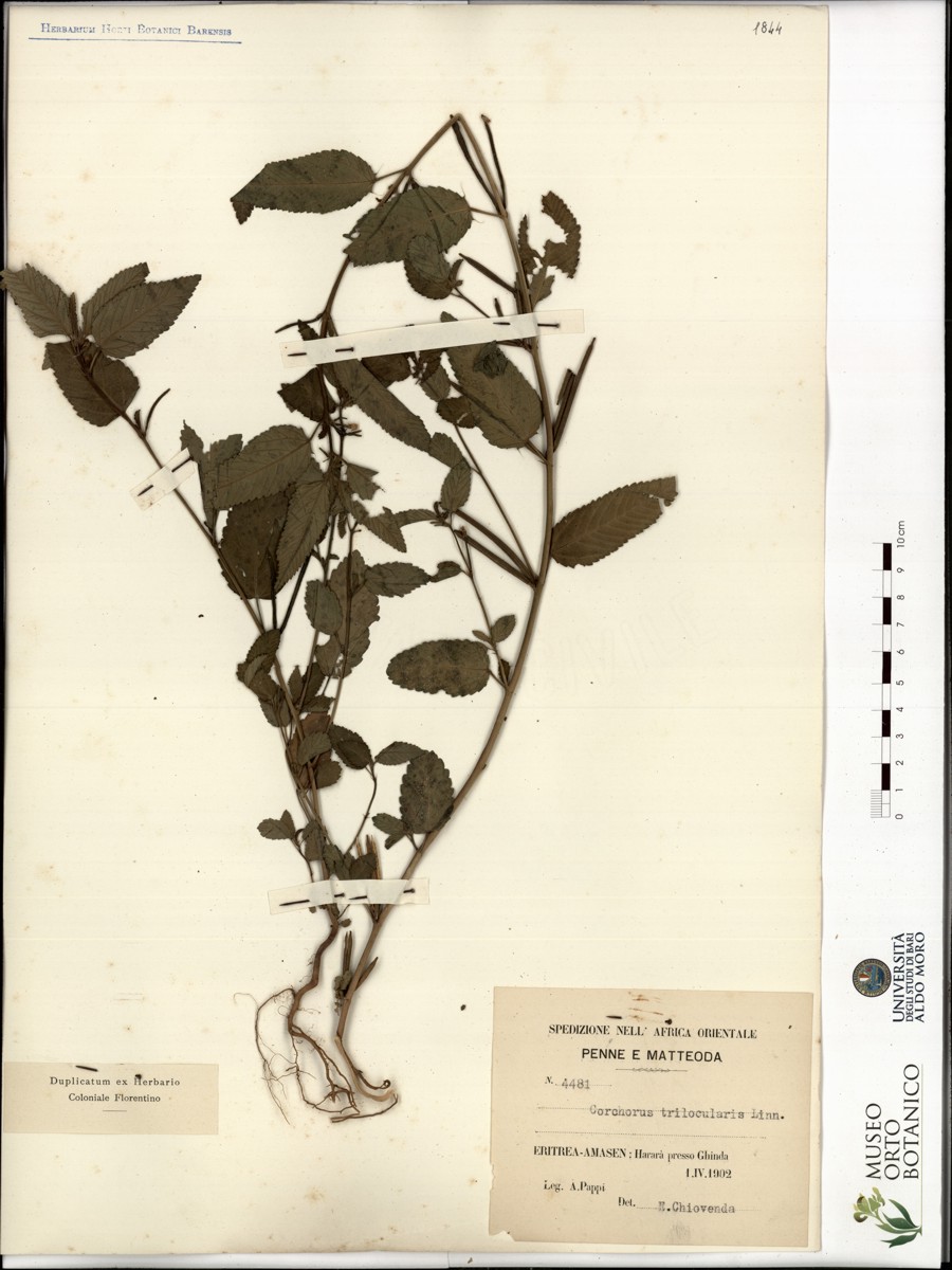 Corchorus trilocularis L - campione
