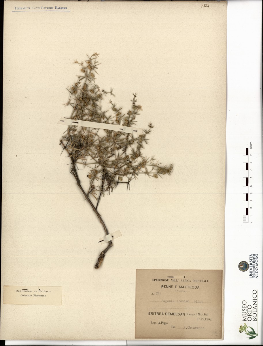 Fagonia cretica L - campione