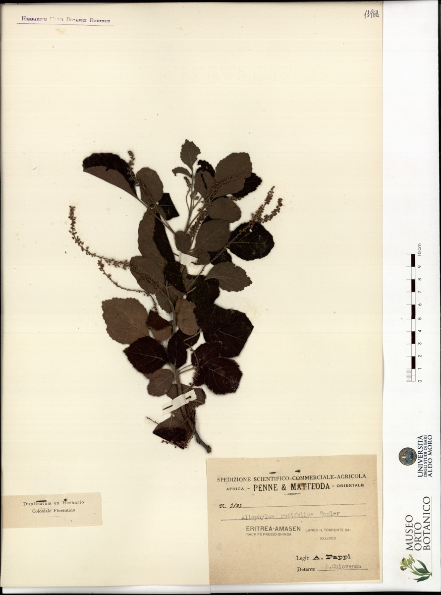 Allophylus rubifolius Engler - campione