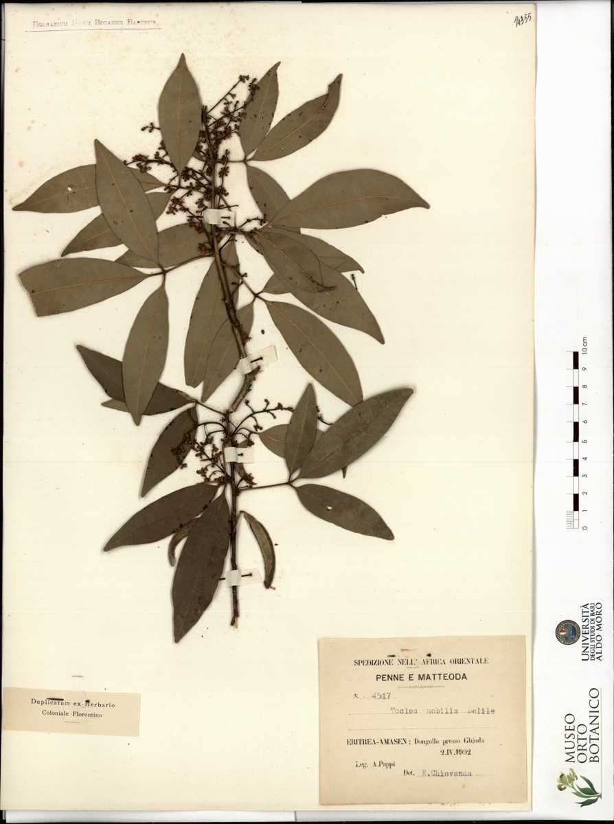 Teclea nobilis Delile - campione