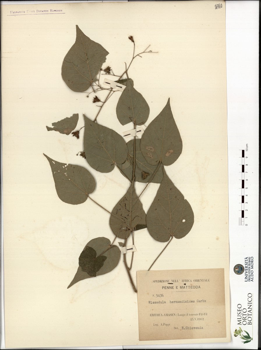 Wissadula hermandioides Garke - campione