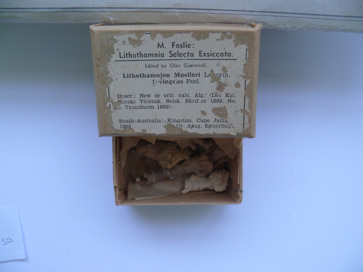 Lithothamnion muelleri Lenorm. f. cingens Fosl - campione (1899)