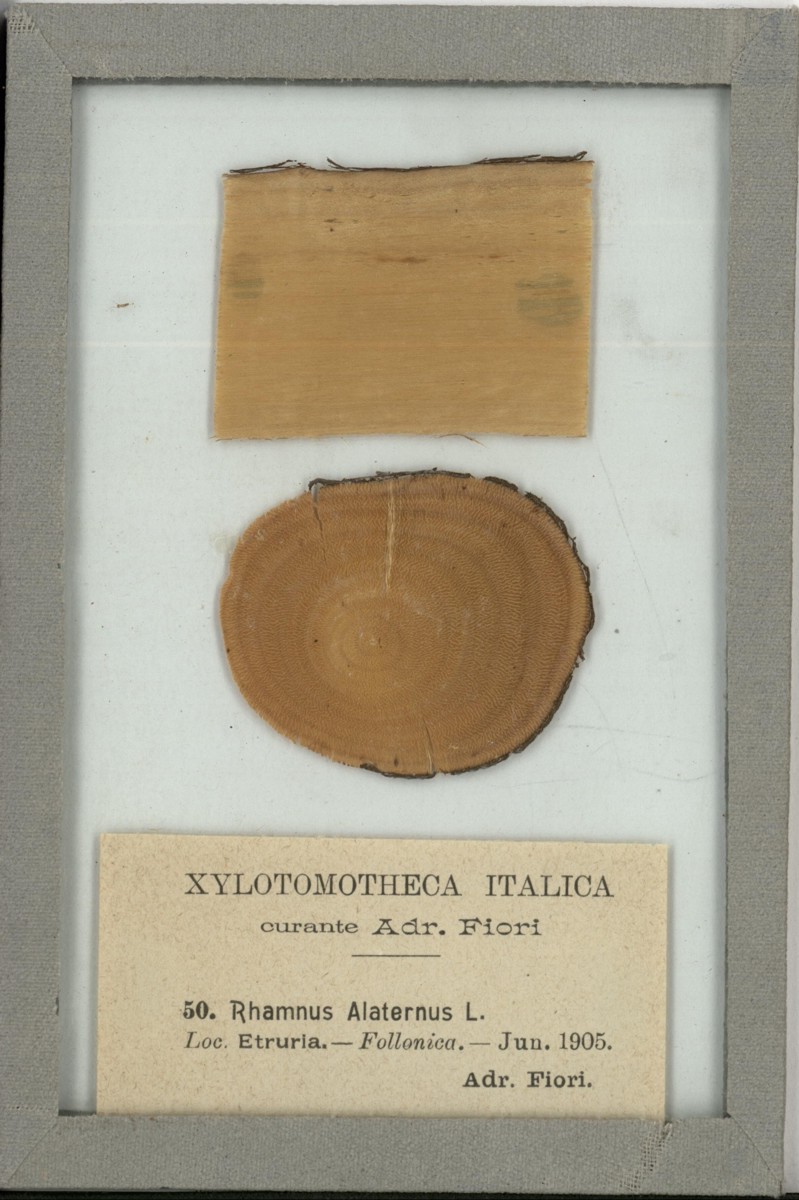 Rhamnus alaternus L - campione