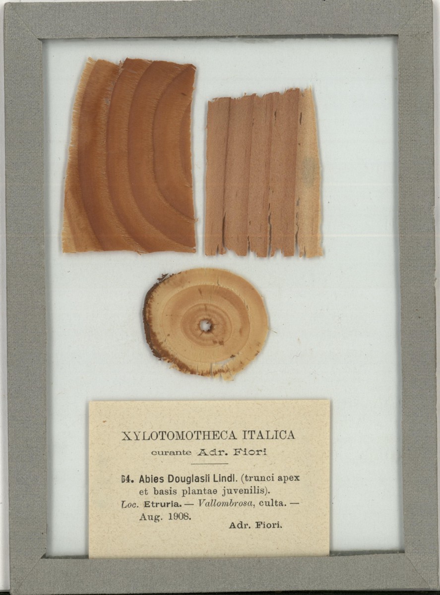 Abies douglasii Lindl - campione (08/1908)