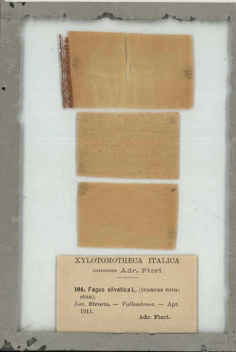 Fagus silvatica L - campione (1911)