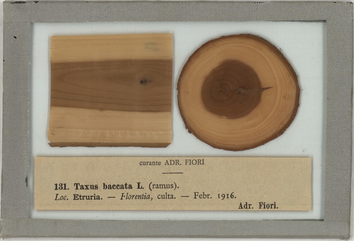Taxus baccata L - campione