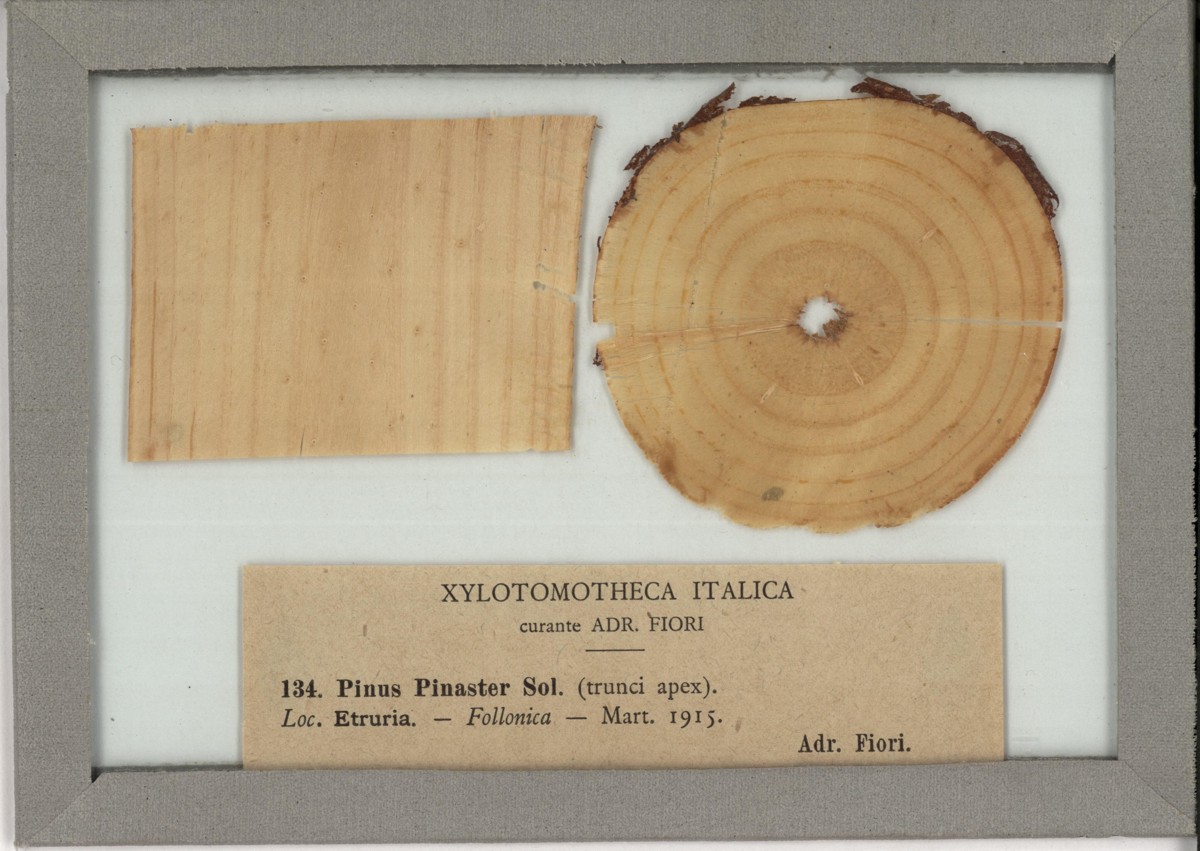 Pinus pinaster Sol - campione (1915)