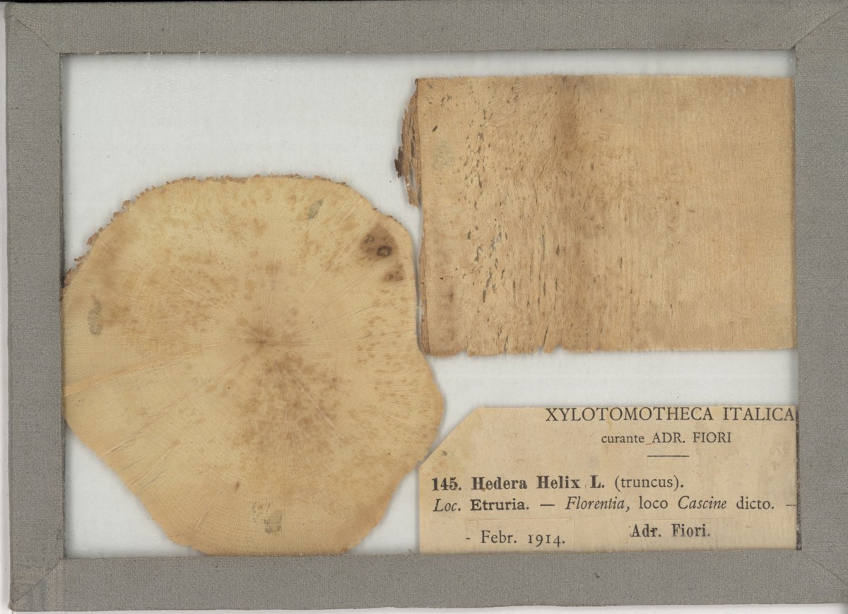 Hedera helix L - campione (1914)
