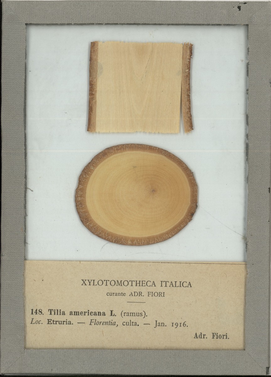 Tilia americana L - campione (1916)