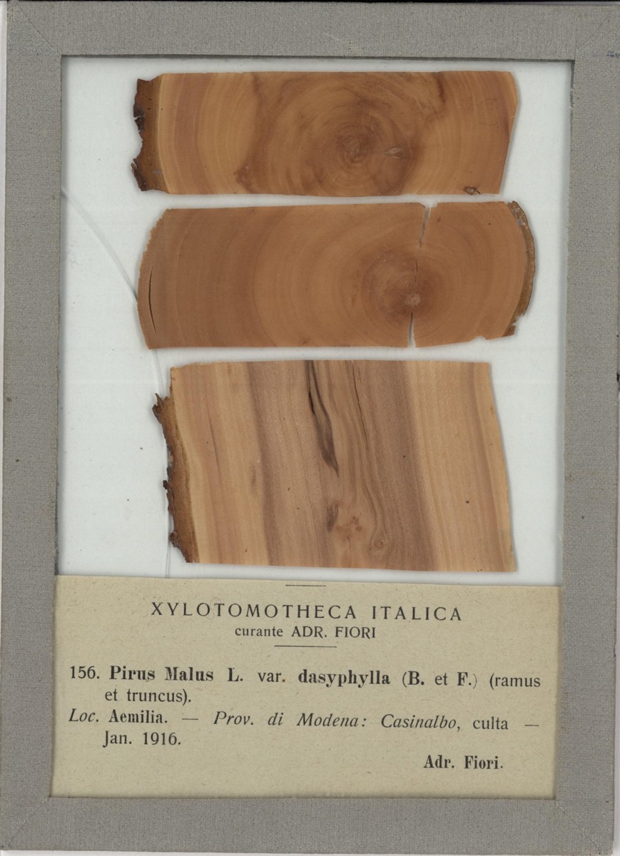 Pyrus malus L. var. dasyphylla (Bluff & Fingerh.) Fiori - campione (1916)