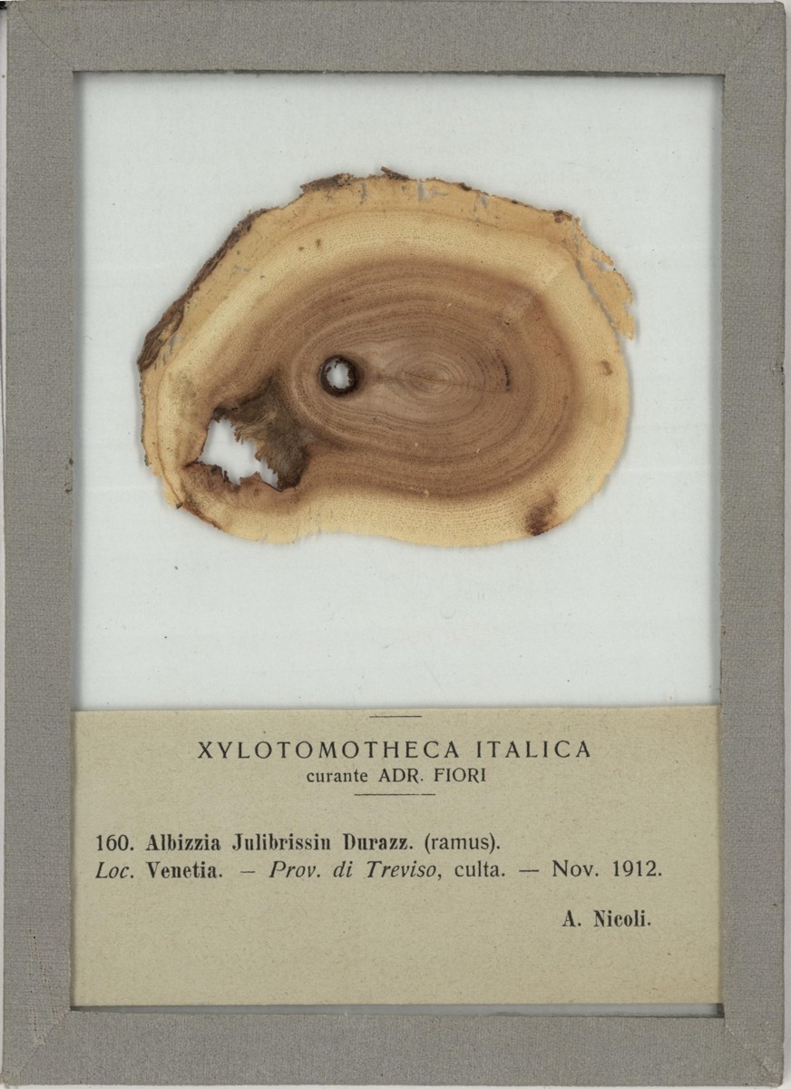 Albizia julibrissin Durazz - campione