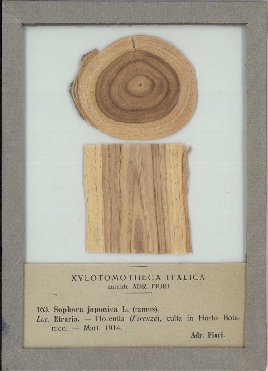 Sophora japonica L - campione