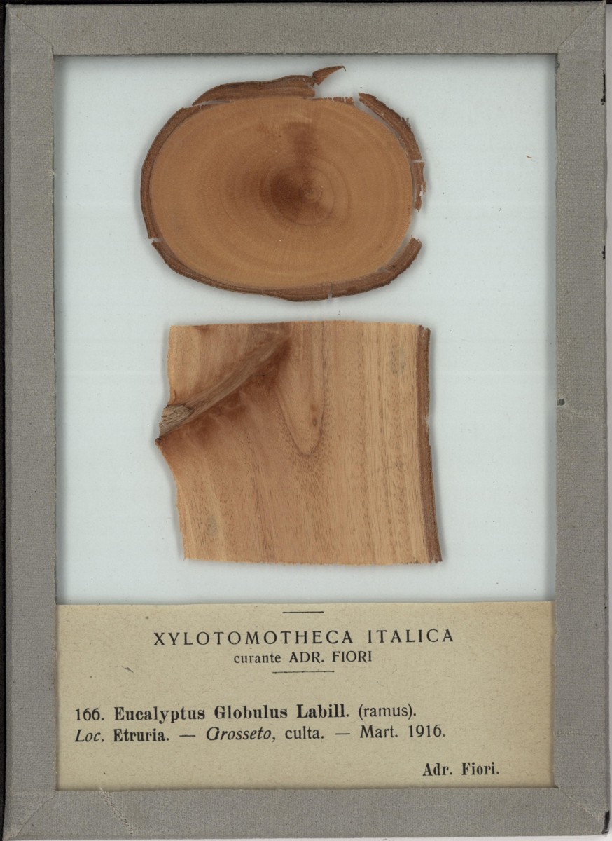 Eucalyptus globulus Labill - campione
