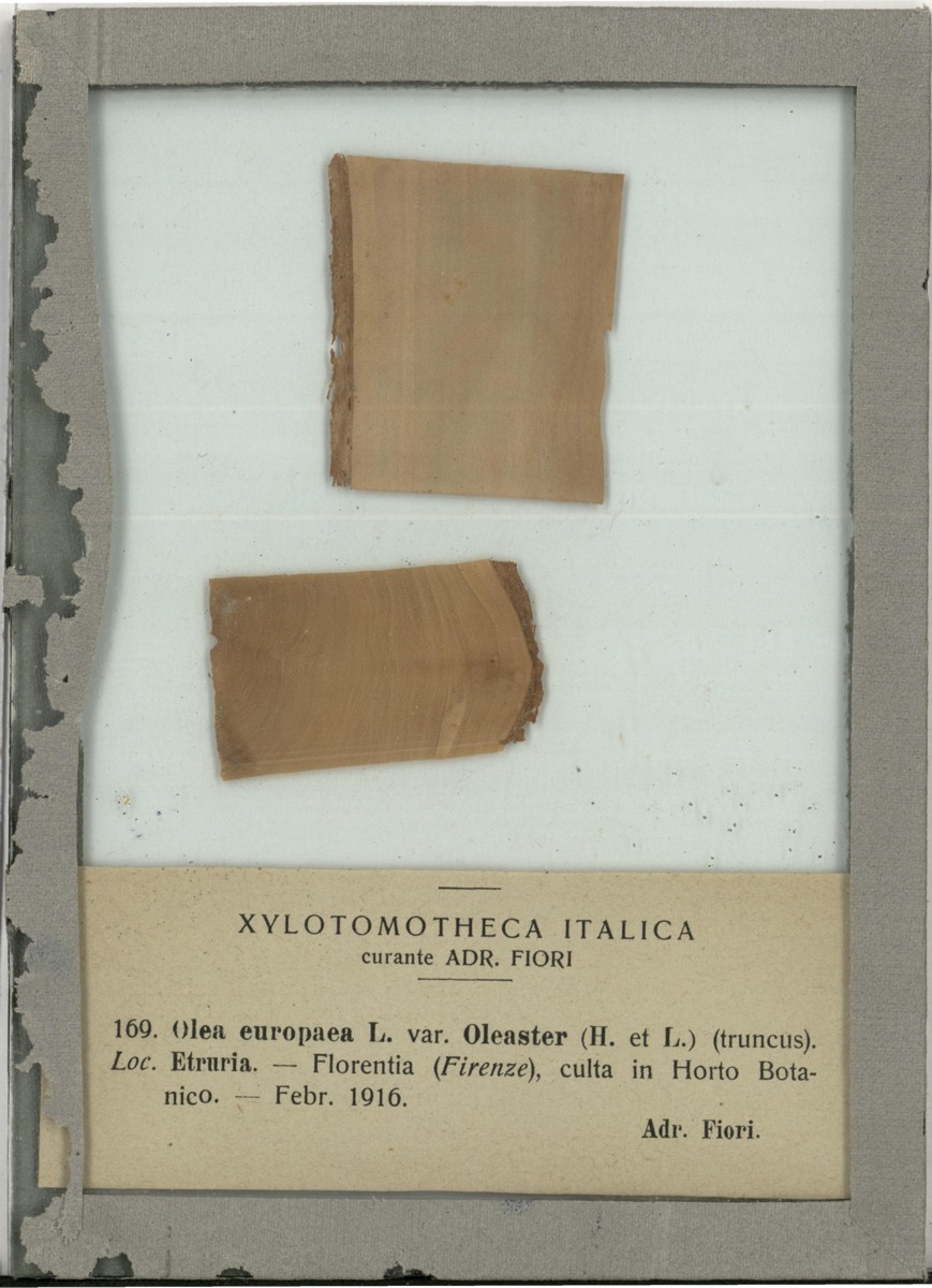 Olea europaea L. var. oleaster Hoffmgg. et Lk - campione