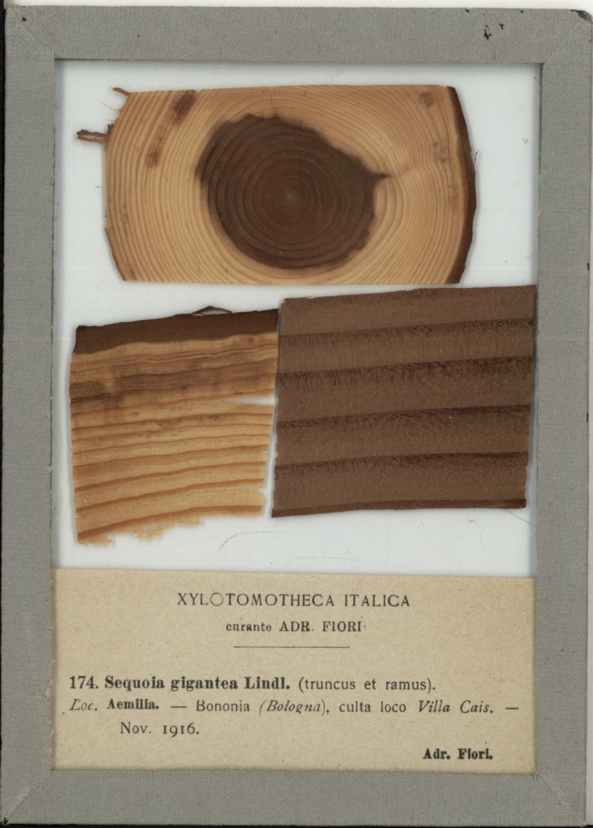 Sequoia gigantea Lindl - campione