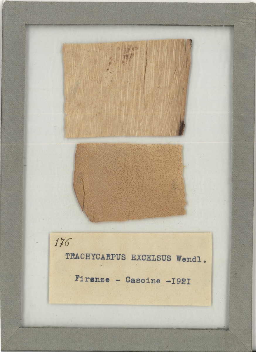 Trachycarpus excelsus Wendl - campione