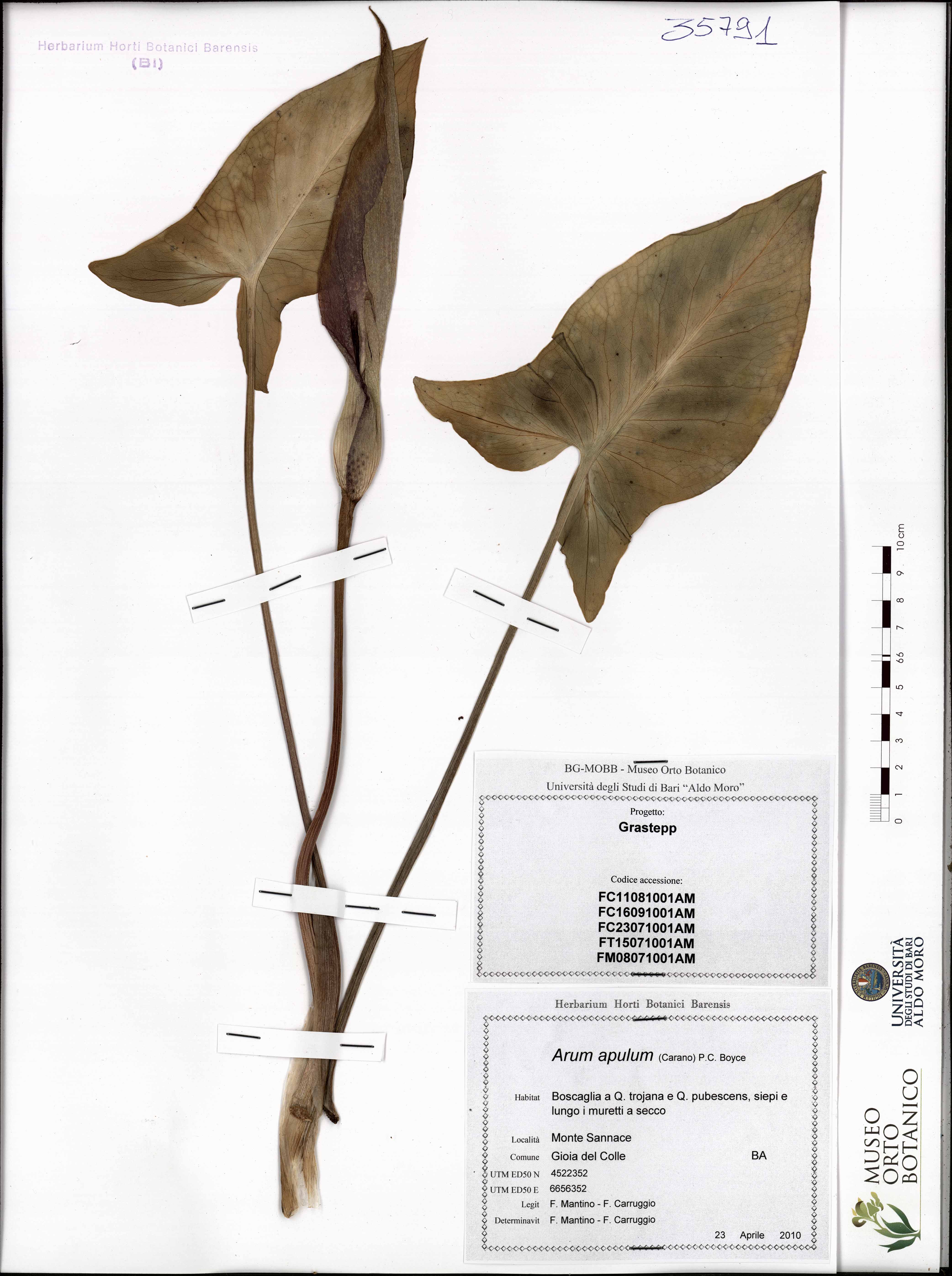Arum apulum (Carano) P.C. Boyce - campione (23/04/2010)