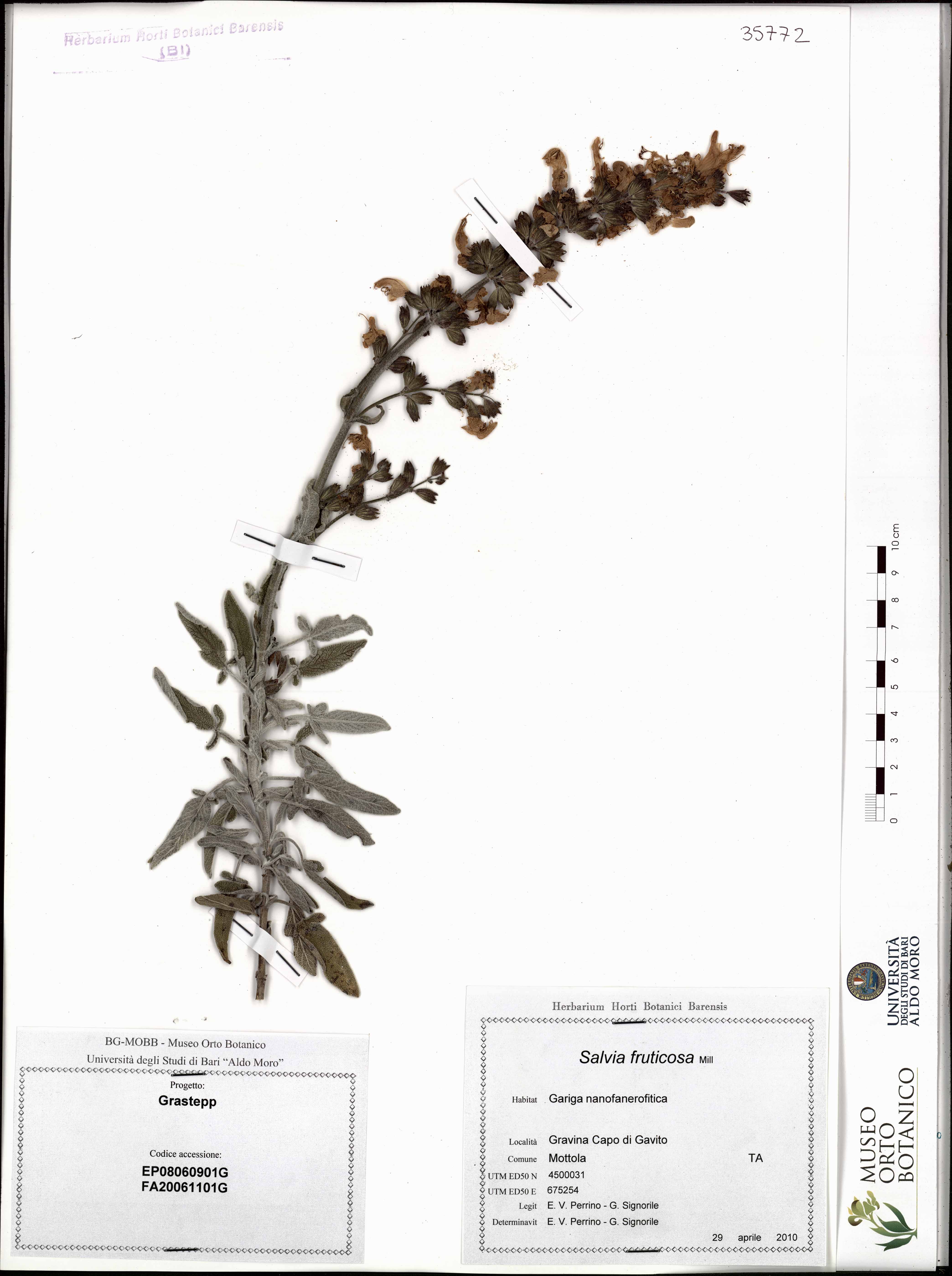 Salvia fruticosa Mill - campione (29/04/2010)