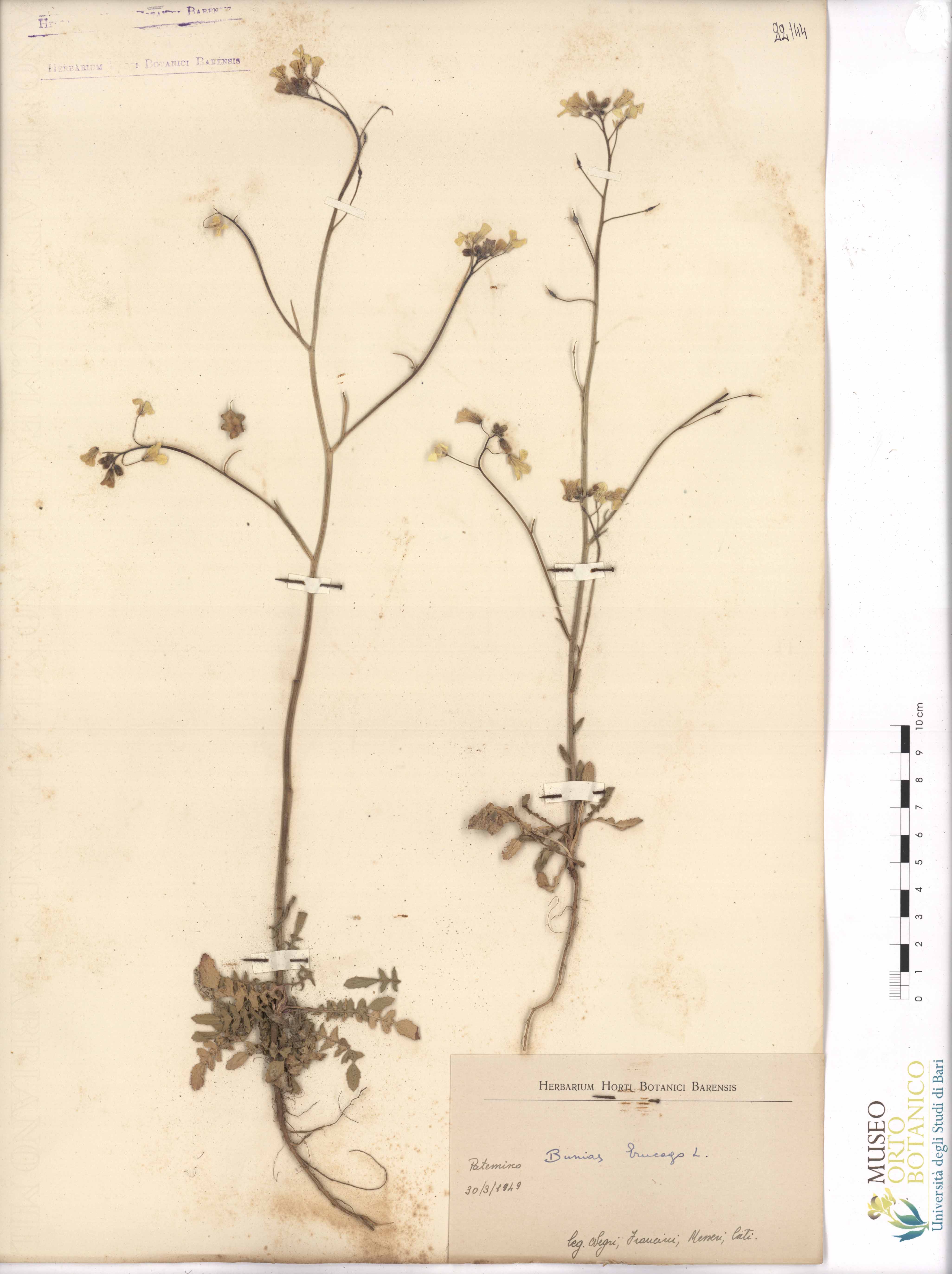 Bunias erucago L - campione (30/03/1949)