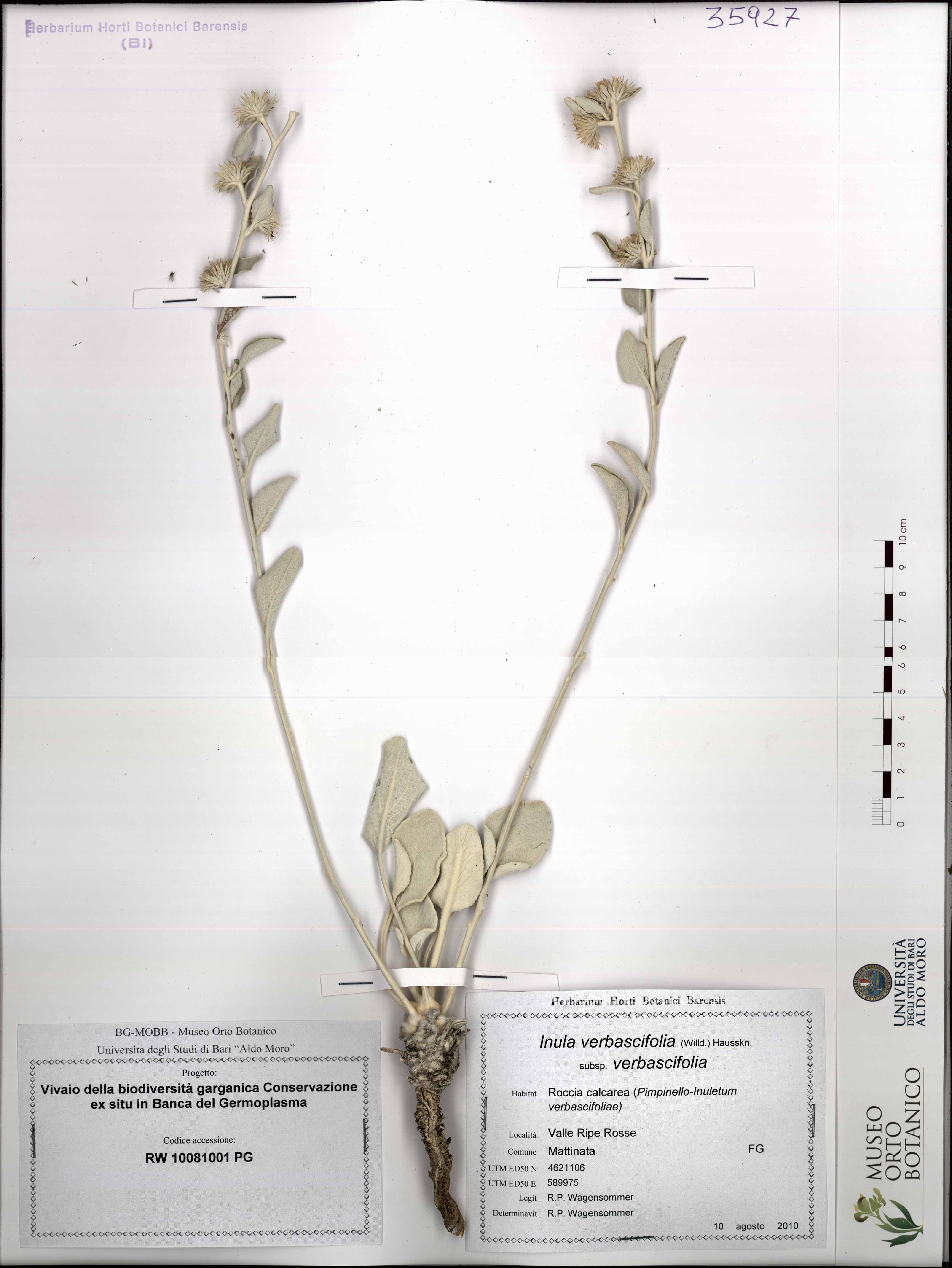 Inula verbascifolia (Willd.) Hausskn. subsp. verbascifolia - campione (10/08/2010)