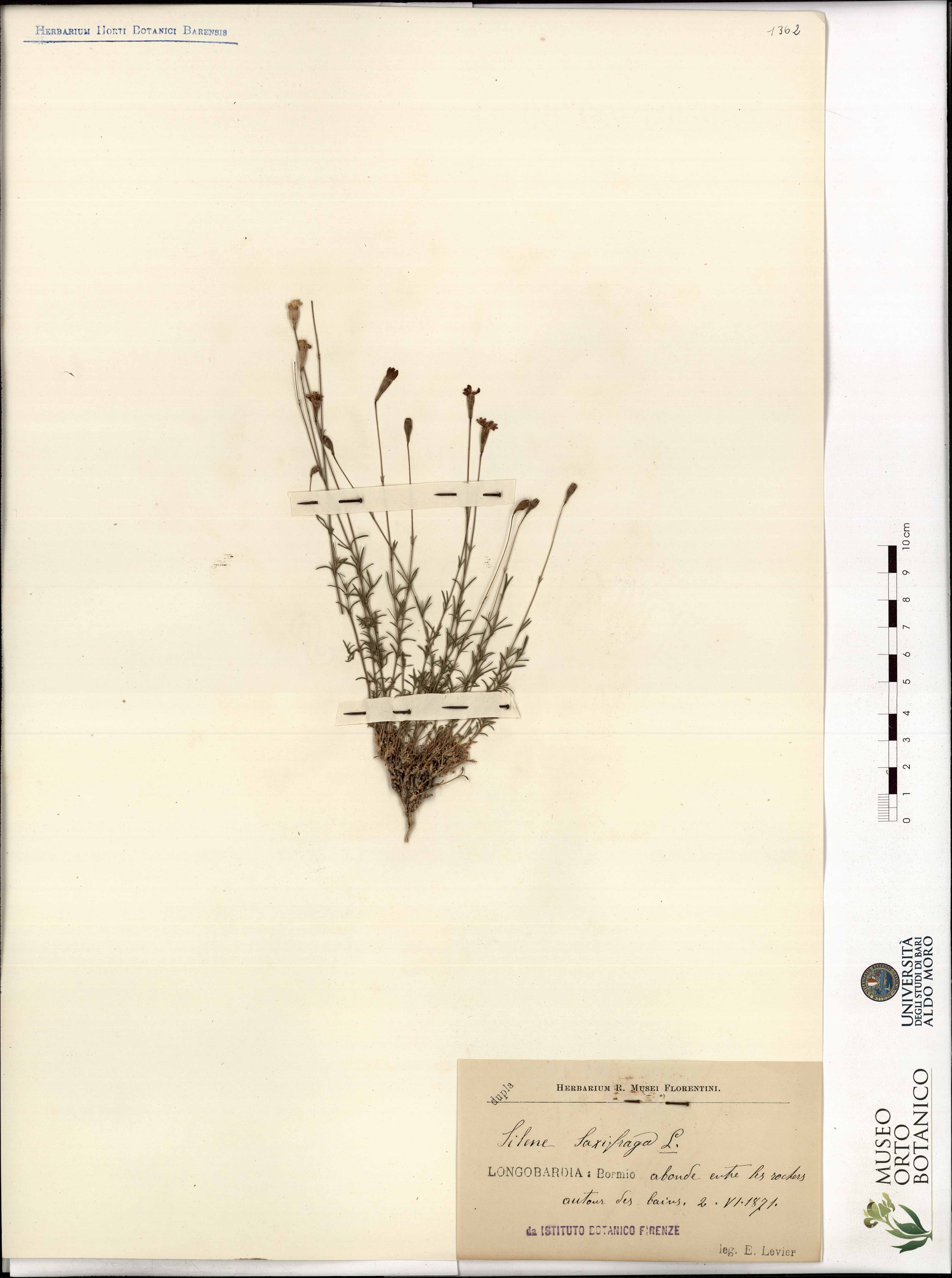 Silene saxifraga L - campione