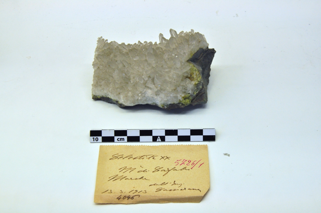 celestina (esemplare)