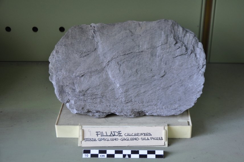 Fillade calcarifera (esemplare)