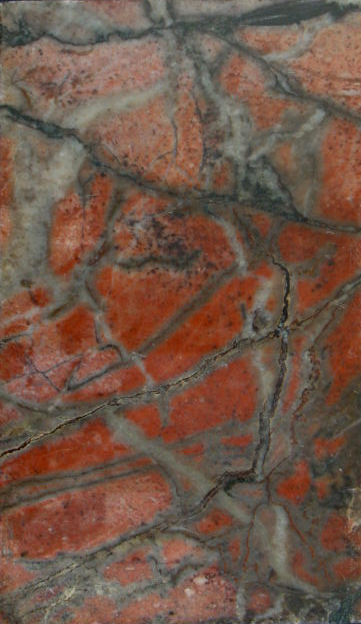 Africano rosso (esemplare)