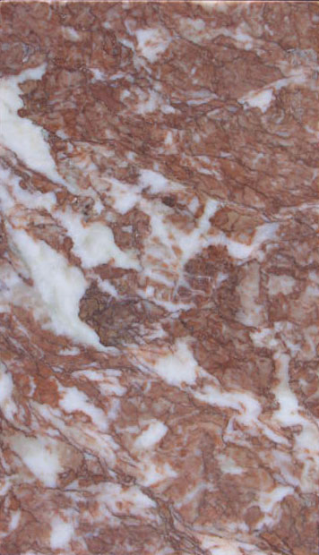 Cottanella rossa (esemplare)