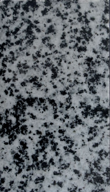 Granito bianco e nero del foro (esemplare)