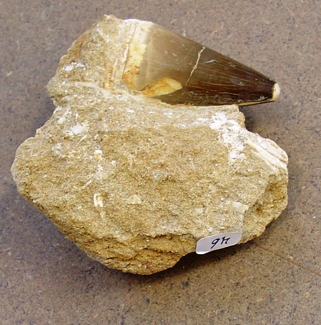 fossile (dente di vertebrato, esemplare)