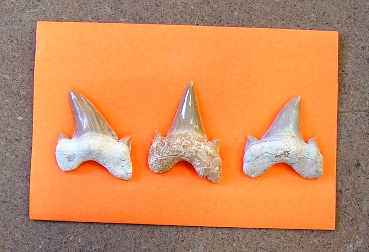 fossile (denti di squalo, esemplare)