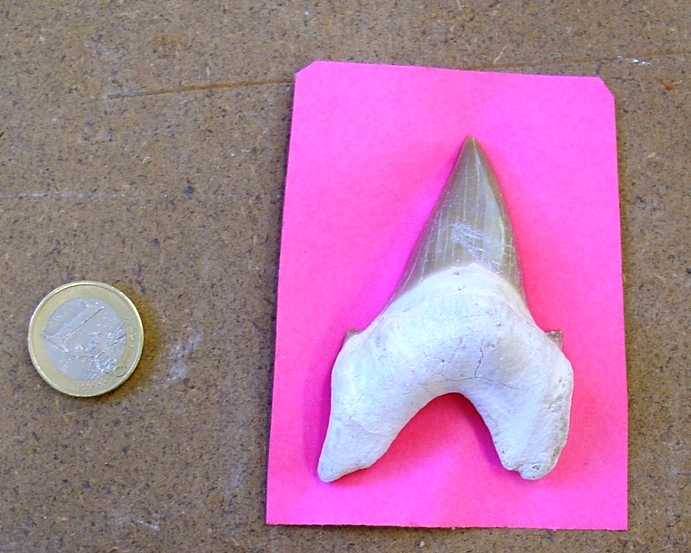 fossile (dente di squalo, esemplare)